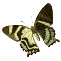 Vegan Butterfly Sticker by Herbivore