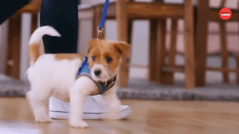 Puppy Cute Dogs GIF by BuzzFeed - Find & Share on GIPHY