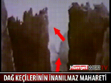 goat mountain GIF
