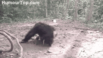 monkey lol GIF