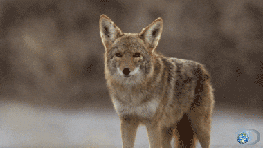 death valley documentary GIF - death valley documentary GIF