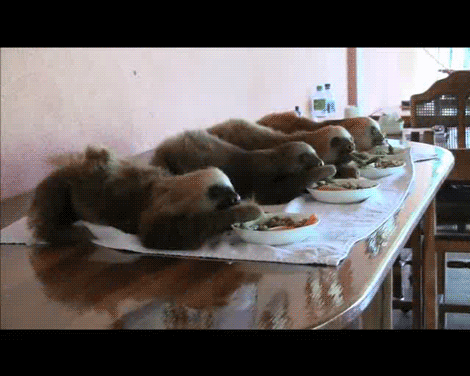 sloths