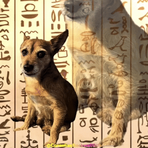 Corneliusrockwellgifs GIF