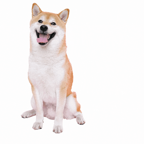 Shiba Inu Dogs GIF by perkytails