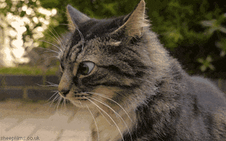 Video gif. Cat's ears twitch as its eyes dart around, looking confused.
