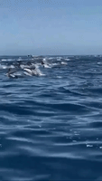 Dolphins Stampeding