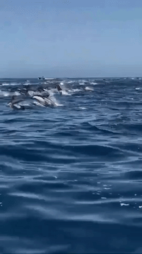 Dolphins Stampeding