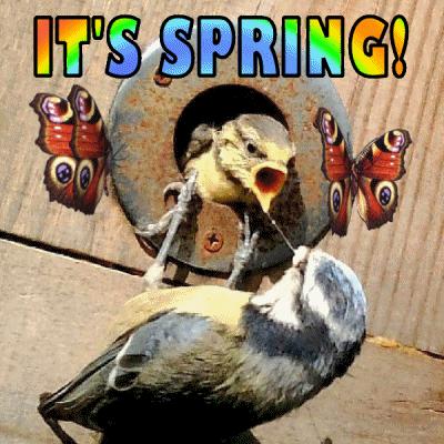 Bird Box Springtime GIF