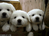 Puppy Gifs