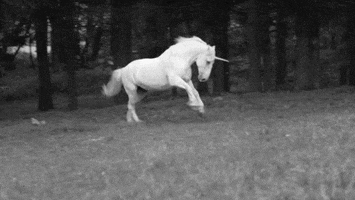 black and white unicorn GIF