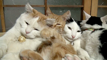 Cat Snuggle GIF by Cheezburger