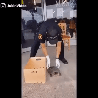 FoggyHedgehog  GIF