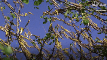 Environment Plague GIF by The Guardian