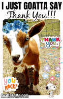 Thanks Thank You GIF by Goatta Be Me Goats! Adventures of Pumpkin, Cookie and Java!