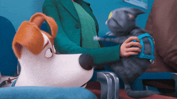 Cat Help GIF by The Secret Life Of Pets