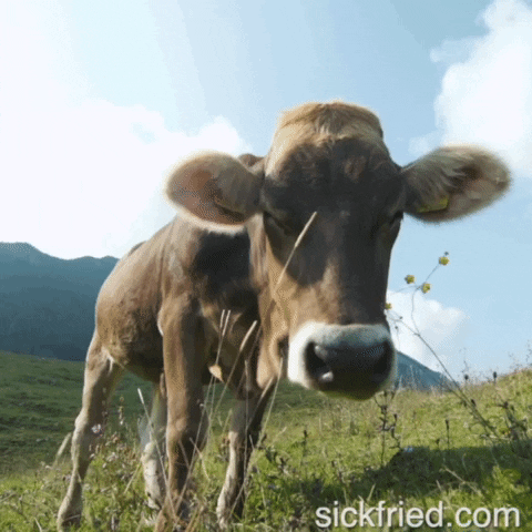 Mountain Cow GIF by Sickfried
