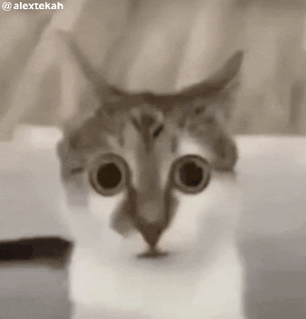 Wtf Cat GIF
