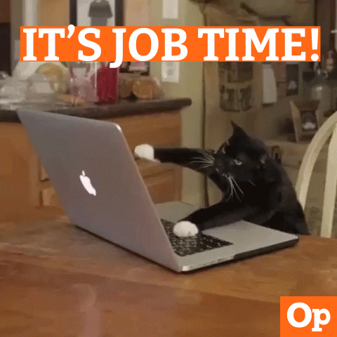 Cat Working GIF by Operand - Find & Share on GIPHY