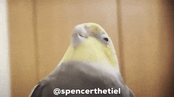 Instagram Bird GIF