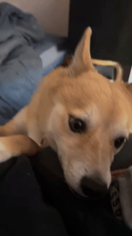 Doge GIF