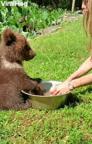 Endangered Baby Bear Plays In Water Bowl GIF by ViralHog
