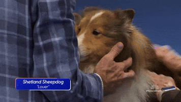 Dog Show Sheepdog GIF by NBC