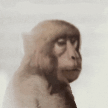 Monkey Stare GIF