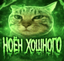 Cat Mongolia GIF