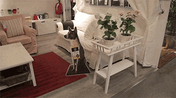 stray dogs dog GIF by HuffPost