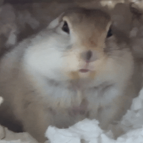 Squirrel GIF