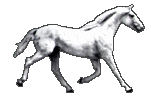 horse STICKER