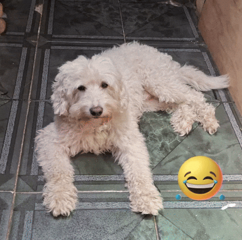 Poodle GIF