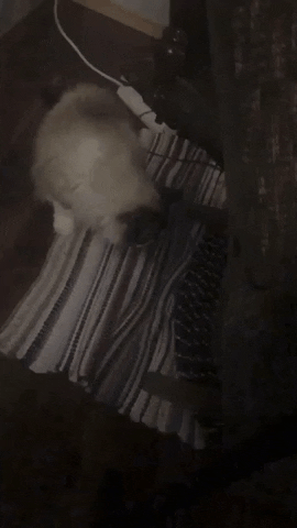 Cute Cats GIF