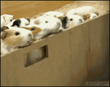 Giphy - release GIF