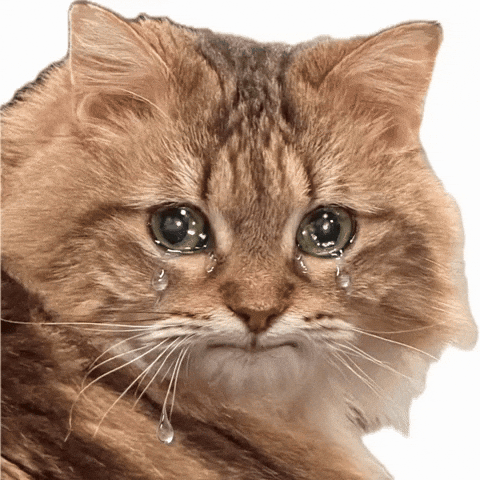 Sad Cat GIF