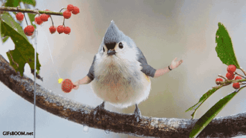 birds with arms gif