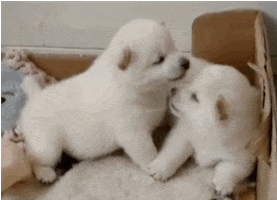dog kiss GIF