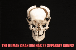 Momento Mutter GIF by Mutter Museum