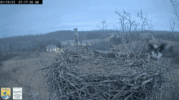 Landing Bald Eagle GIF by U.S. Fish and Wildlife Service