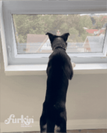 furkinpetinsurance GIF