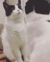 cat dancing gif and a one and a two