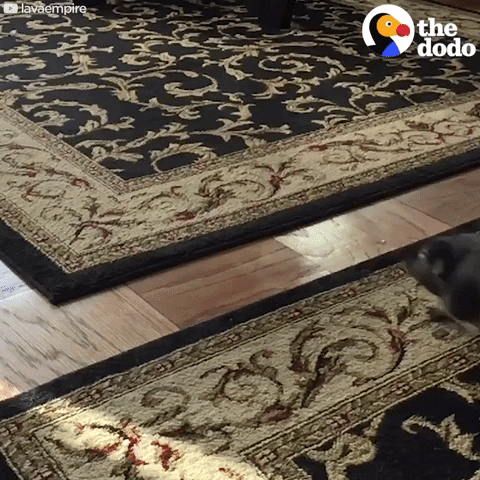 jumping guinea pig GIF by The Dodo