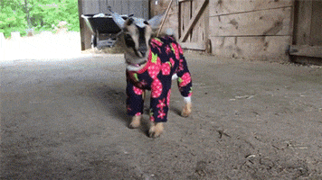 goats GIF by Digg