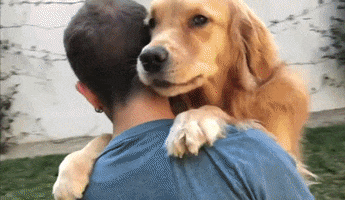 Dog Hug GIF by Storyful
