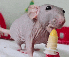 Rat Eating GIF