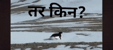 तर कन GIF