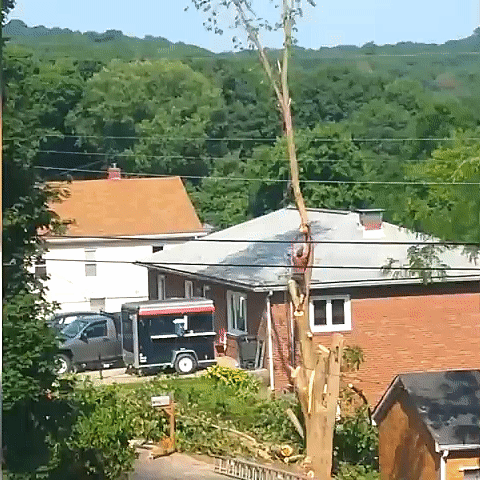 Tree Cut GIF - Find & Share on GIPHY