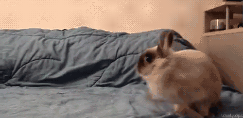 https://media3.giphy.com/media/cH8pDxxhCYR4k/source.gif