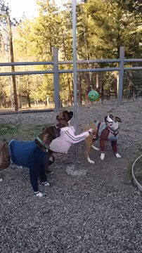 Tetherball GIF