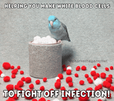 White Blood Cells Parrot GIF